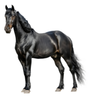 ai generado majestuoso negro caballo Galopando libremente en transparente antecedentes - valores png. png