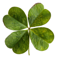 AI generated Green four-leaf clover on transparent background - stock png. png