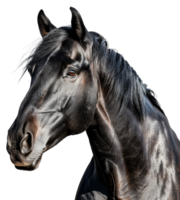 ai generado majestuoso negro caballo Galopando libremente en transparente antecedentes - valores png. png