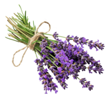 AI generated Fresh lavender bouquet with green stems on transparent background - stock png. png