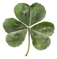 AI generated Green four-leaf clover on transparent background - stock png. png