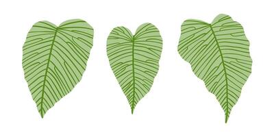 Hand drawn set with tropical leaves. Jungle, rain forest, wildlife. Vector illustration in flat style.