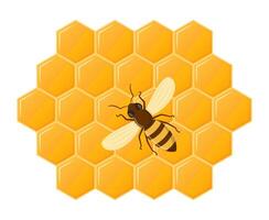 Bee honeycomb. Hexagon natural honey struct. Insects and honey. Vector illustration.