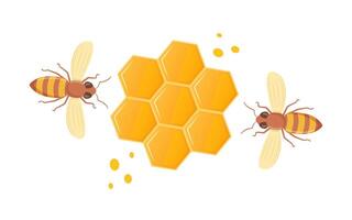 Bee honeycomb. Hexagon natural honey struct. Insects and honey. Honeycomb and bees composition. Vector illustration.