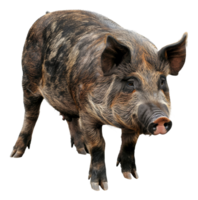 AI generated Adult pig with black and tan markings on transparent background - stock png. png