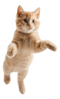 ai genererad ingefära tabby katt flytande lekfullt på transparent bakgrund - stock png. png