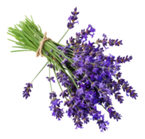 ai generato fresco lavanda mazzo con verde steli su trasparente sfondo - azione png. png