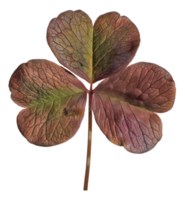 AI generated Deep red clover leaf on transparent background - stock png. png