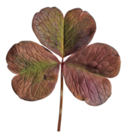 AI generated Deep red clover leaf on transparent background - stock png. png