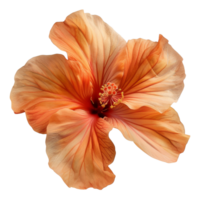 AI generated Vibrant orange lily flower on transparent background - stock png. png