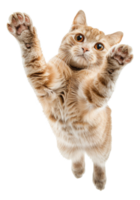 ai gerado gengibre malhado gato flutuando de brincadeira em transparente fundo - estoque png. png