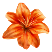 ai gegenereerd detailopname van oranje zinnia bloem met gedetailleerd structuur Aan transparant achtergrond - voorraad png. png