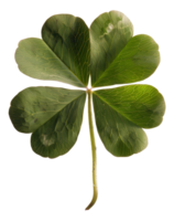 AI generated Green four-leaf clover on transparent background - stock png. png