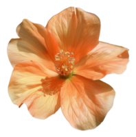 ai generiert beschwingt Orange Lilie Blume auf transparent Hintergrund - - Lager png. png