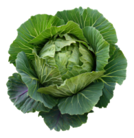 AI generated Fresh green cabbage head on transparent background - stock png. png