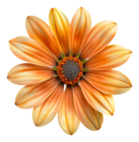 AI generated Orange daisy bloom with detailed petals on transparent background - stock png. png