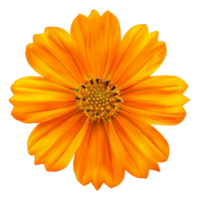 AI generated Orange daisy bloom with detailed petals on transparent background - stock png. png