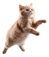 ai genererad ingefära tabby katt flytande lekfullt på transparent bakgrund - stock png. png