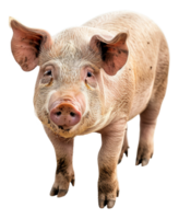 ai généré adulte porc permanent sur transparent Contexte - Stock png. png