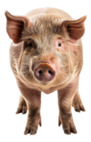 ai generiert Erwachsene Schwein Stehen auf transparent Hintergrund - - Lager png. png