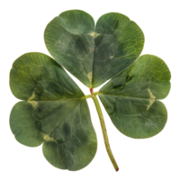 AI generated Green four-leaf clover on transparent background - stock png. png