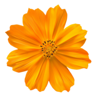 AI generated Orange daisy bloom with detailed petals on transparent background - stock png. png