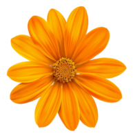 AI generated Orange daisy bloom with detailed petals on transparent background - stock png. png