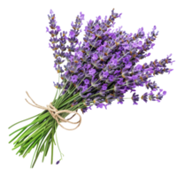 AI generated Fresh lavender bouquet with green stems on transparent background - stock png. png