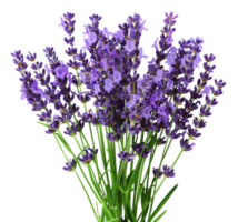 ai generato fresco lavanda mazzo con verde steli su trasparente sfondo - azione png. png