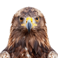 AI generated Majestic golden eagle head close-up on transparent background - stock png. png