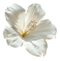 ai generiert Sanft Weiß Hibiskus mit ein cremig Center auf transparent Hintergrund - - Lager png. png