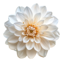 AI generated Soft white dahlia bloom with a creamy texture on transparent background - stock png. png