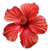 ai gerado Sombrio vermelho papoula flor com intrincado detalhes em transparente fundo - estoque png. png