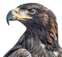 AI generated Majestic golden eagle head close-up on transparent background - stock png. png