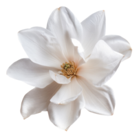 AI generated Pristine white magnolia bloom with soft petals on transparent background - stock png. png