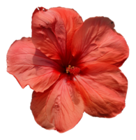 AI generated Vivid red hibiscus flower with delicate petals on transparent background - stock png. png