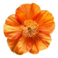 AI generated Vibrant orange amaryllis flower on transparent background - stock png. png