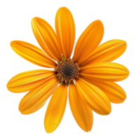AI generated Orange daisy bloom with detailed petals on transparent background - stock png. png