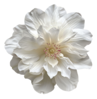 AI generated Soft white dahlia bloom with a creamy texture on transparent background - stock png. png