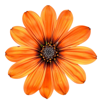 AI generated Orange daisy bloom with detailed petals on