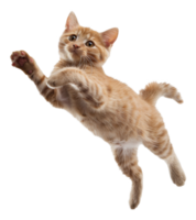 ai generiert Ingwer Tabby Katze schwebend spielerisch auf transparent Hintergrund - - Lager png. png