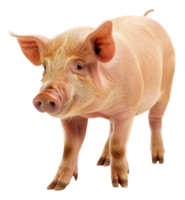 AI generated Young pink piglet standing on transparent background - stock png. png