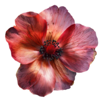 ai generiert rot Anemone Blume mit detailliert Venen auf transparent Hintergrund - - Lager png. png