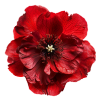 AI generated Vivid red hibiscus flower with delicate petals on transparent background - stock png. png