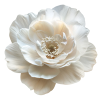 AI generated Soft white dahlia bloom with a creamy texture on transparent background - stock png. png