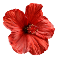 AI generated Dark red poppy flower with intricate details on transparent background - stock png. png
