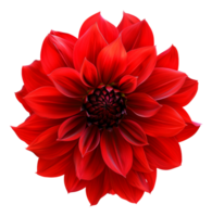 AI generated Bold red dahlia flower against on transparent background - stock png. png