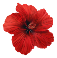 AI generated Dark red poppy flower with intricate details on transparent background - stock png. png