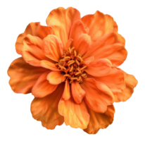 AI generated Vibrant orange amaryllis flower on transparent background - stock png. png