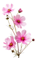 AI generated Pink cosmos flowers with delicate petals on transparent background - stock png. png